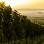 chateau yquem 1811