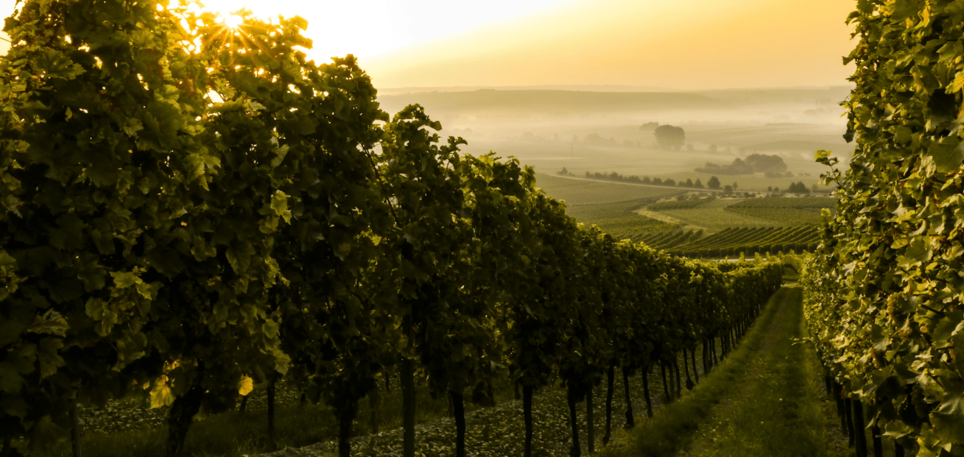 chateau yquem 1811